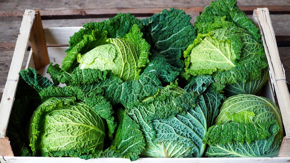 coles de milan soaplast|COLTIVAZIONE-CAVOLOVERZA_Soaplast_24-1